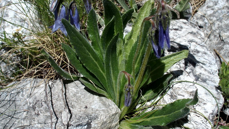 Campanula barbata